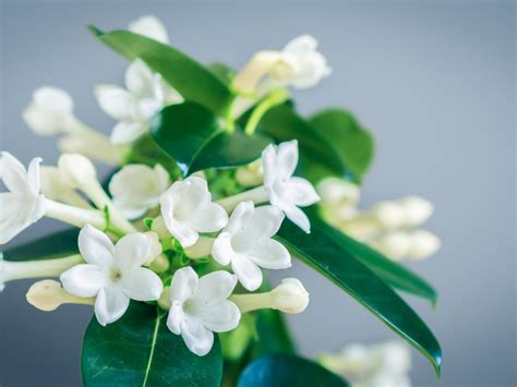 Stephanotis .